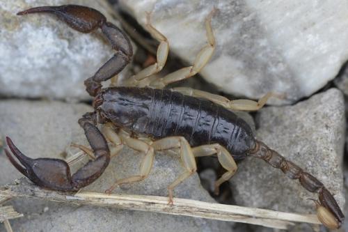Euscorpius sp.